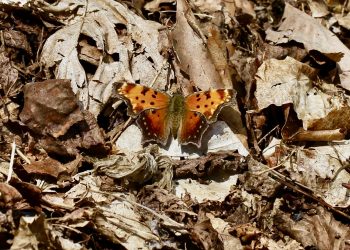 Include Bees and Other Pollinators in your Fall Garden Cleanup