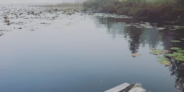 The Normalcy of Not Feeling