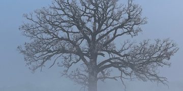 Ayurveda to Prepare for Winter